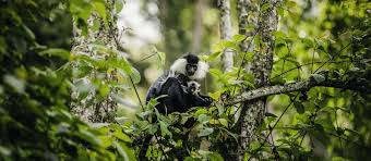 Nyungwe Forest National Park offers exceptional chimpanzee tracking 