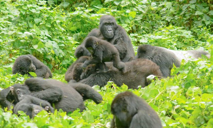 The Oruzogo Gorilla Family is famous for its playful juveniles, energetic group dynamics, and entertaining social behavior. Luxury travelers often enjoy observing the family’s interactions