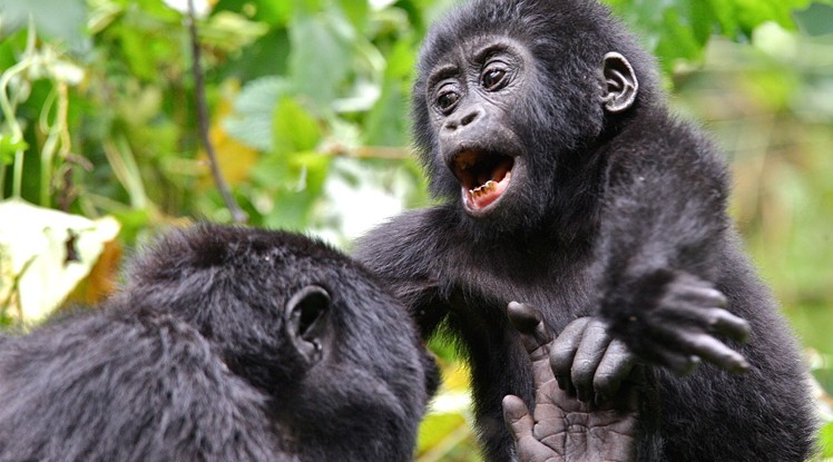 Families increasingly choose Luxury Gorilla Safari Packages 2026 because they 