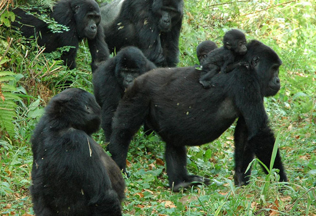 Many luxury travelers prefer a more personalized gorilla trekking experience, and the Best Luxury Gorilla Lodges in Uganda can help arrange customized trekking services designed around individual preferences. From private safari guides and personalized schedules to premium porter