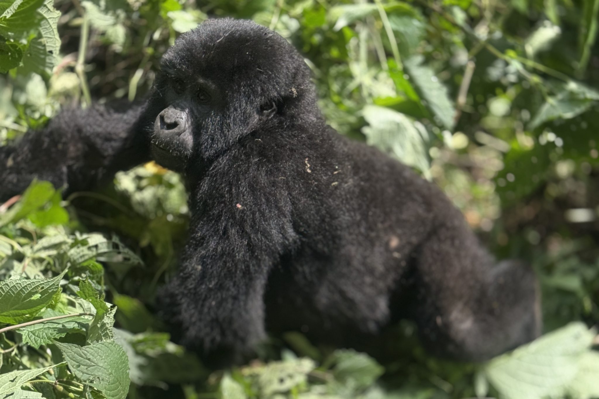 Best Private Jet Gorilla Safaris