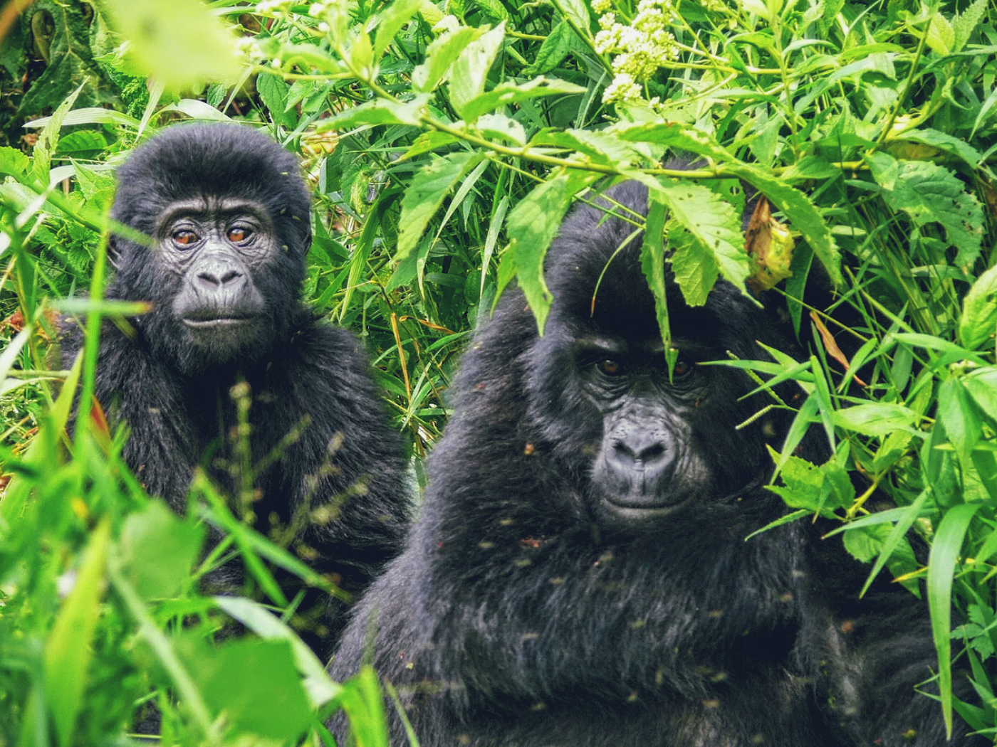 Private Jet Gorilla Safaris Luxury Experience