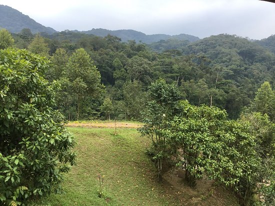 Rushaga is one of the most popular sectors for Helicopter Transfers from Kigali to Bwindi because it offers the highest concentration of habituated gorilla families within