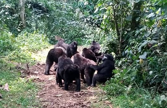 The Rushegura group is one of the most visited gorilla families in Buhoma due to its relatively calm nature and occasional
