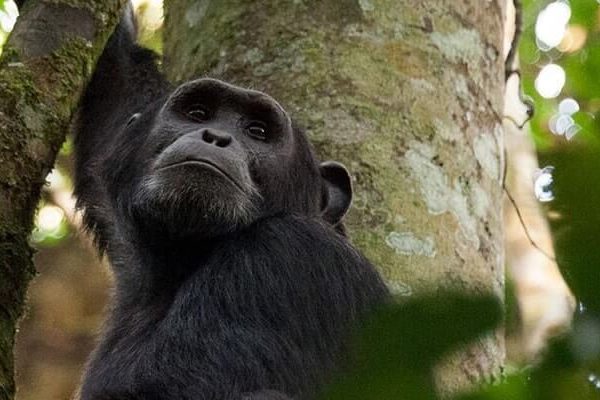 Luxury VIP Gorilla Trekking Experience