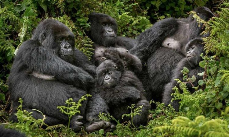 VIP Gorilla Trekking Luxury Adventure