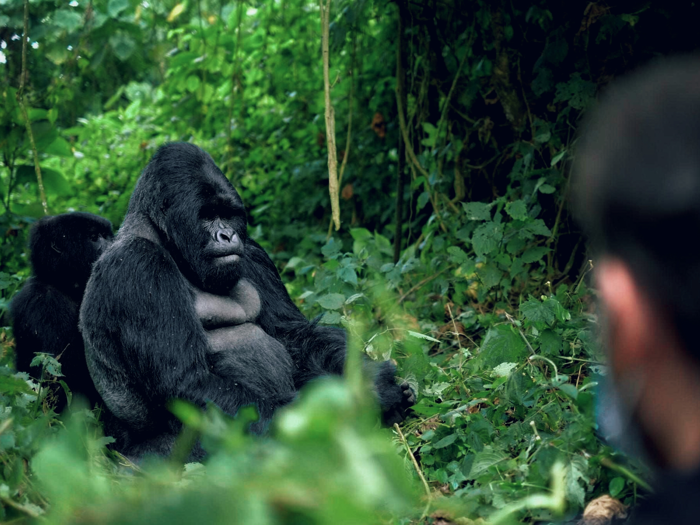 Exclusive VIP Gorilla Trekking Experience