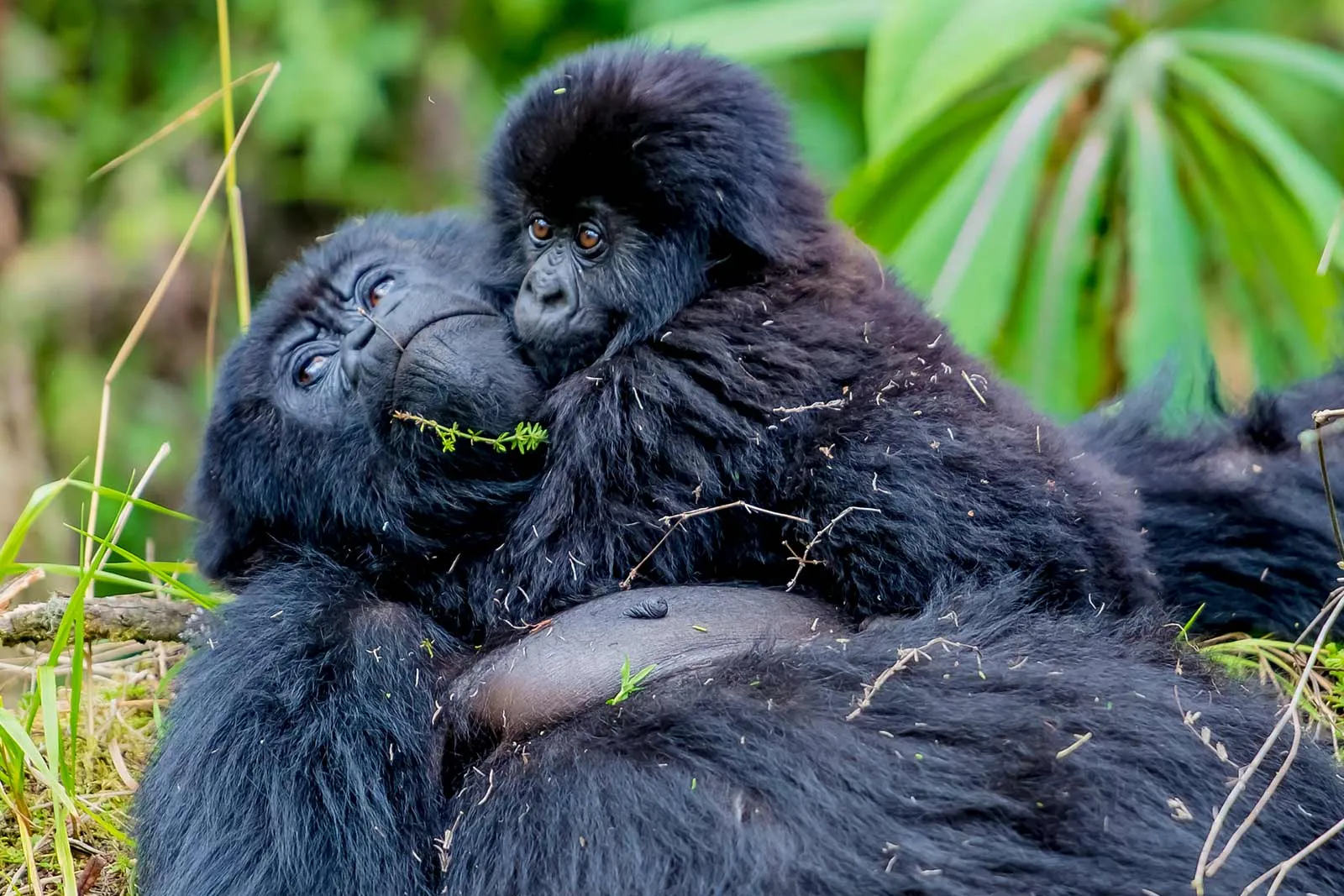 VIP Gorilla Trekking Experiences