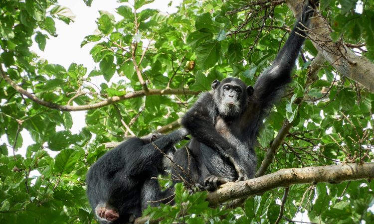 Luxury VIP Gorilla Trekking Safari