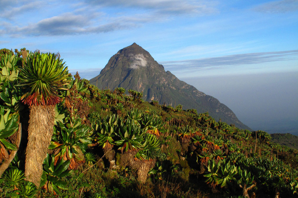 Virunga