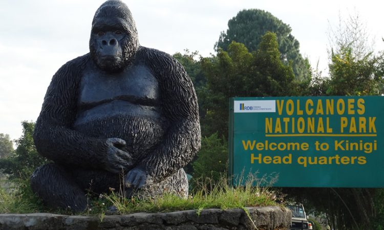 ne of the major advantages of Rwanda is its accessibility. Travelers can reach Volcanoes National Park within approximately two to three hours from Kigali International Airport, making