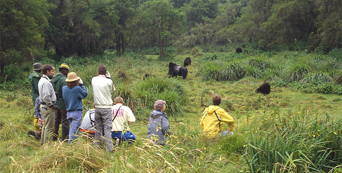 Family Gorilla Tracking