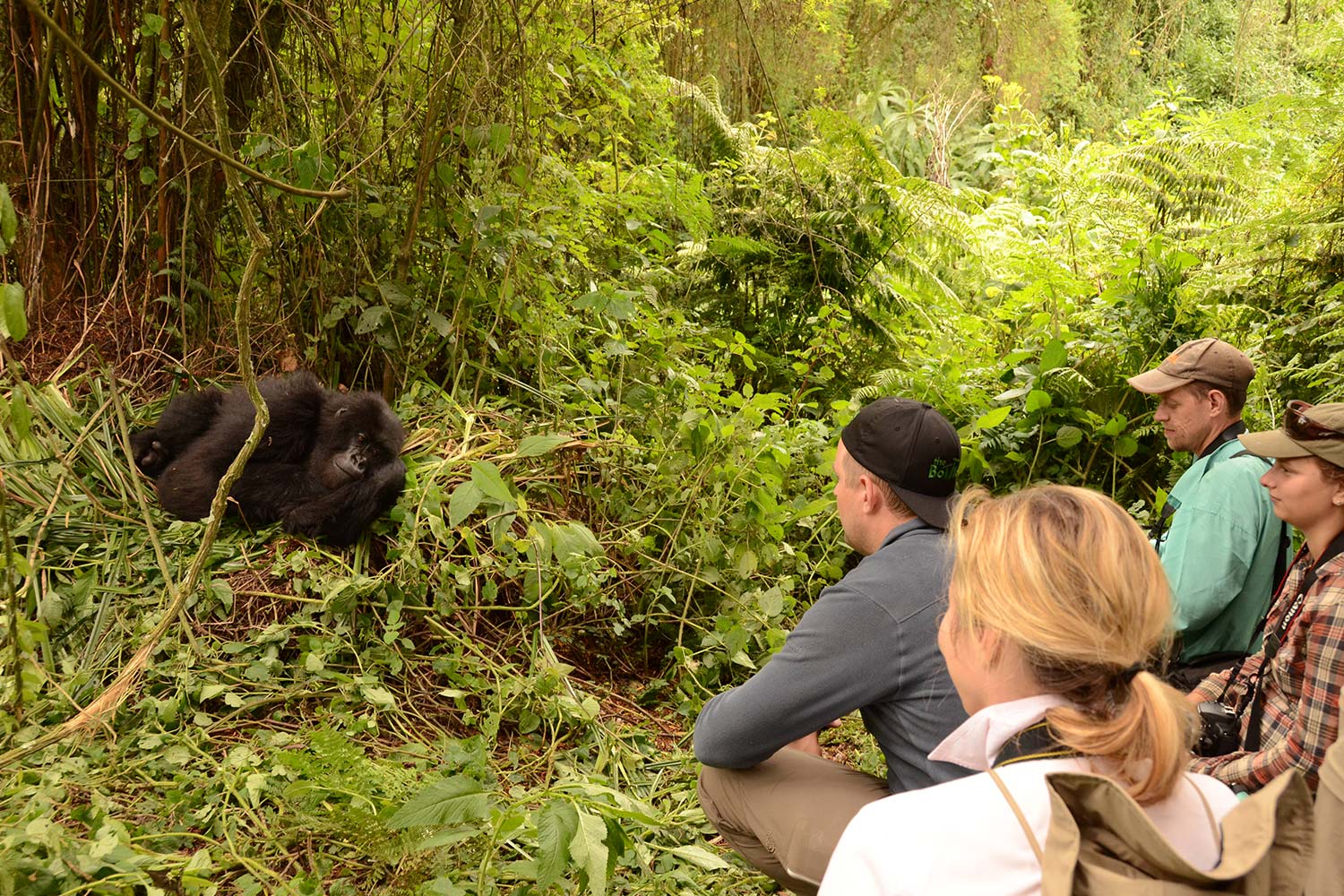 Gorilla Family Trekking
