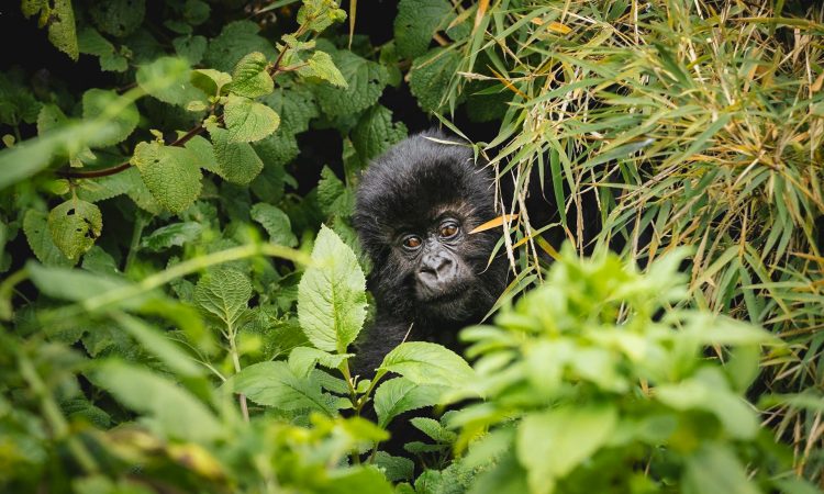 Luxury Gorilla Trekking Adventure