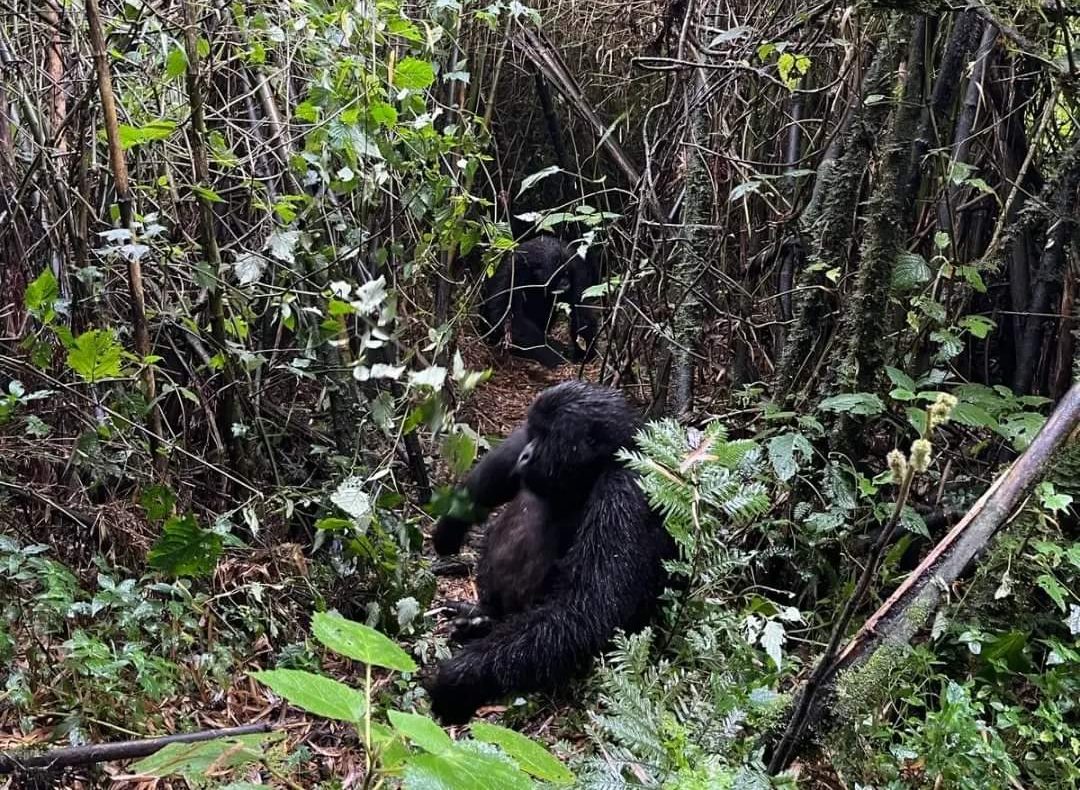 Best Time for Luxury Gorilla Trekking in Uganda