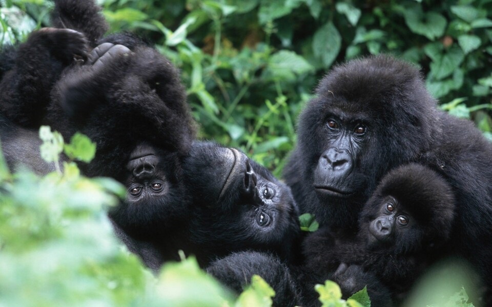 Accessible Luxury Gorilla Trekking Experience