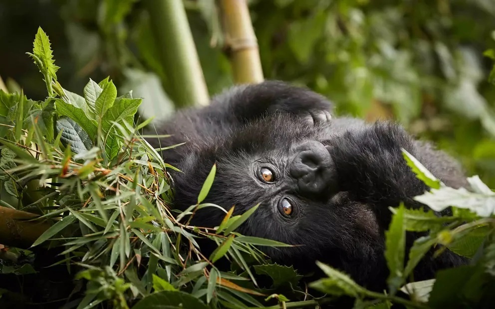 Accessible Luxury Gorilla Trekking Experience