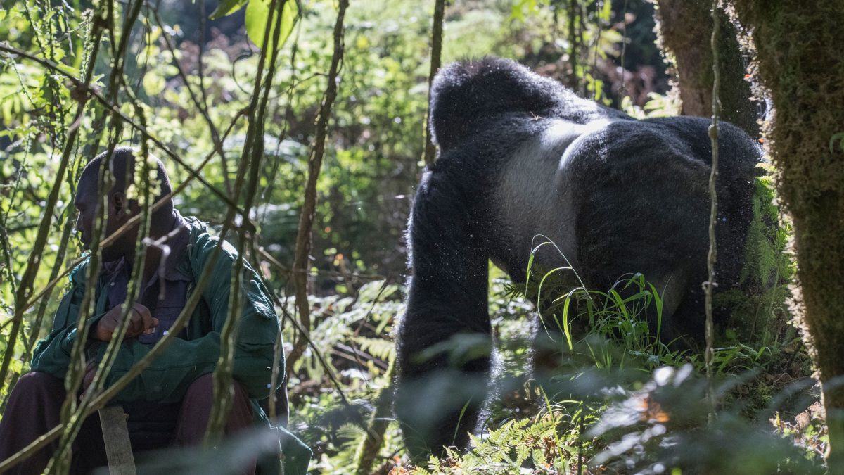 Luxury Accessible Gorilla Trekking Holiday