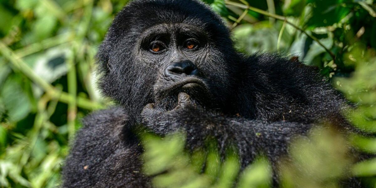 Accessible Luxury Gorilla Trekking Experience