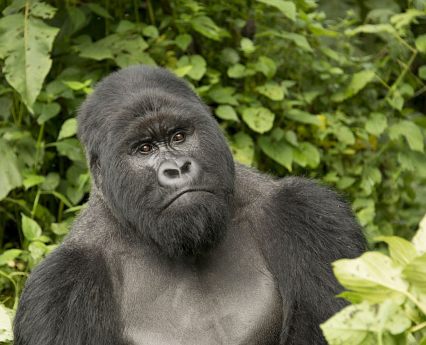 Best Season for Luxury Gorilla Safaris