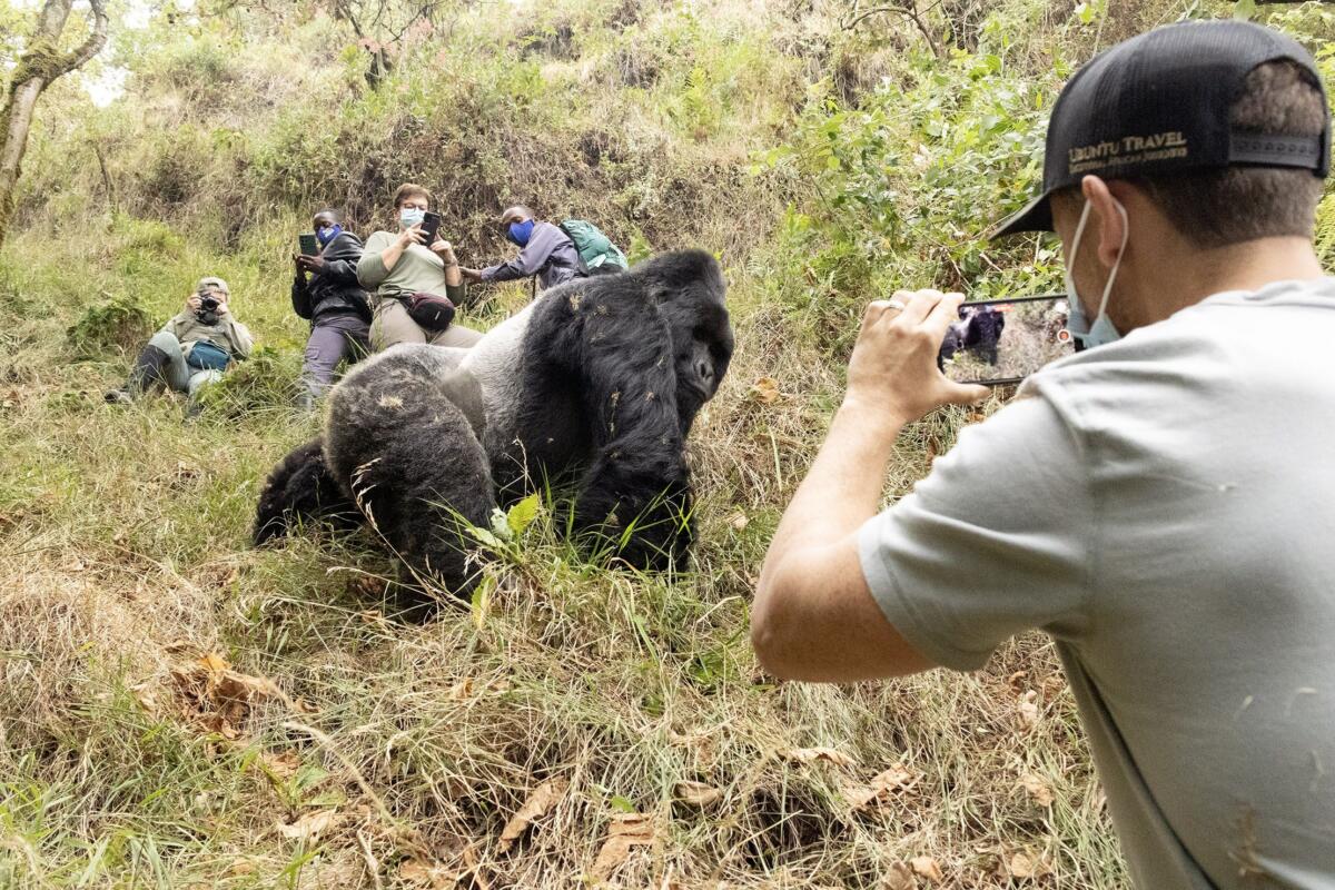 The months of December to February offer another excellent period for gorilla photography. Similar to the longer dry season, these months provide relatively stable weather patterns, easier trekking conditions, and excellent opportunities for capturing wildlife portraits and natural behaviors. The forests remain lush and green while offering sufficient sunlight for photography,