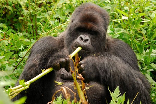 The period from June to September is widely regarded as one of the best times for Luxury Gorilla Safaris for Photographers. During these months, rainfall is generally lower, making trekking trails easier to navigate and photography equipment easier to manage in the field. The drier conditions often result in