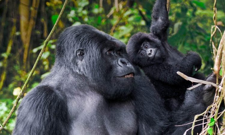 Best Season for Luxury Gorilla Trekking in Rwanda