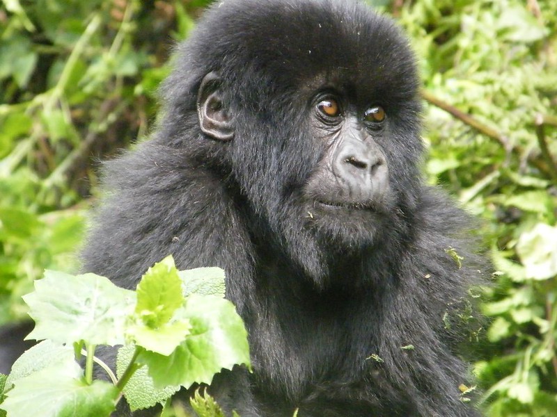 Best Time for Luxury Gorilla Trekking in Rwanda