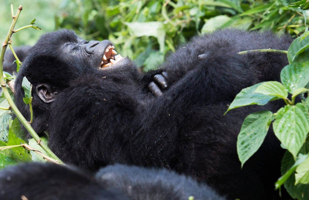 Best Season for Luxury Gorilla Trekking in Uganda