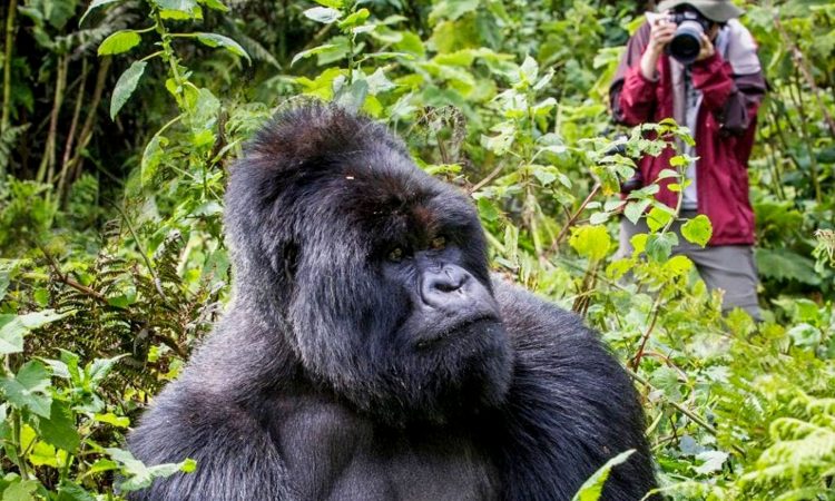 Luxury Gorilla Trekking Experience