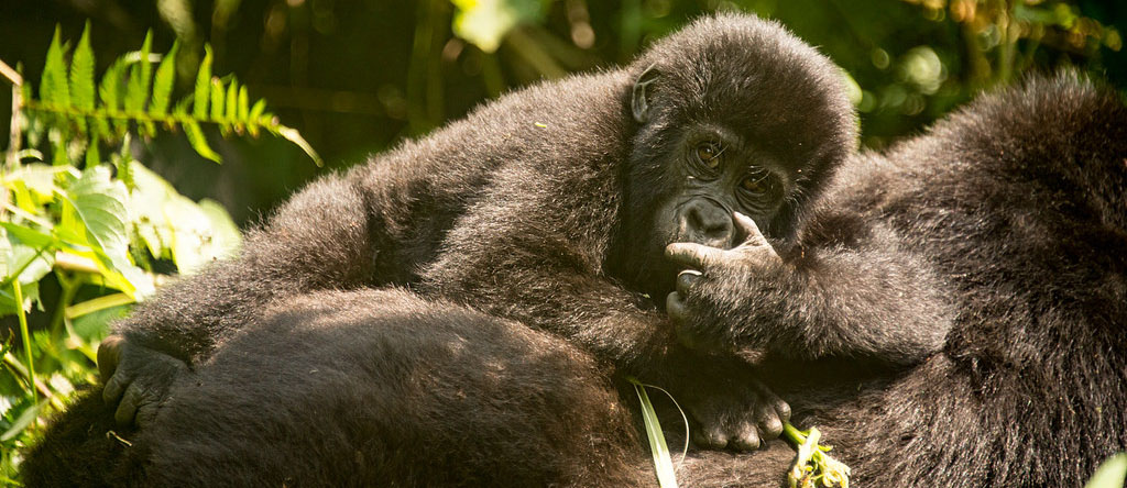 Best Time for Luxury Gorilla Trekking
