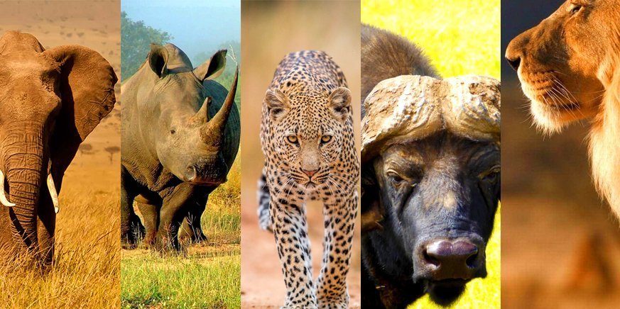Many solo travelers choose to combine gorilla trekking with classic Big Five safaris in Kenya and Tanzania. After experiencing mountain gorillas in the rainforests of Uganda or Rwanda, travelers can continue to the vast savannahs of the Maasai Mara or Serengeti to encounter lions, 