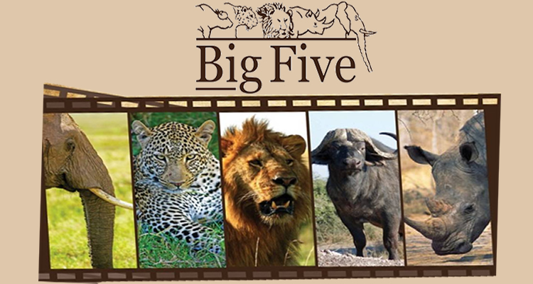 Luxury gorilla adventures are often complemented by classic African wildlife safaris featuring the famous Big Fiv