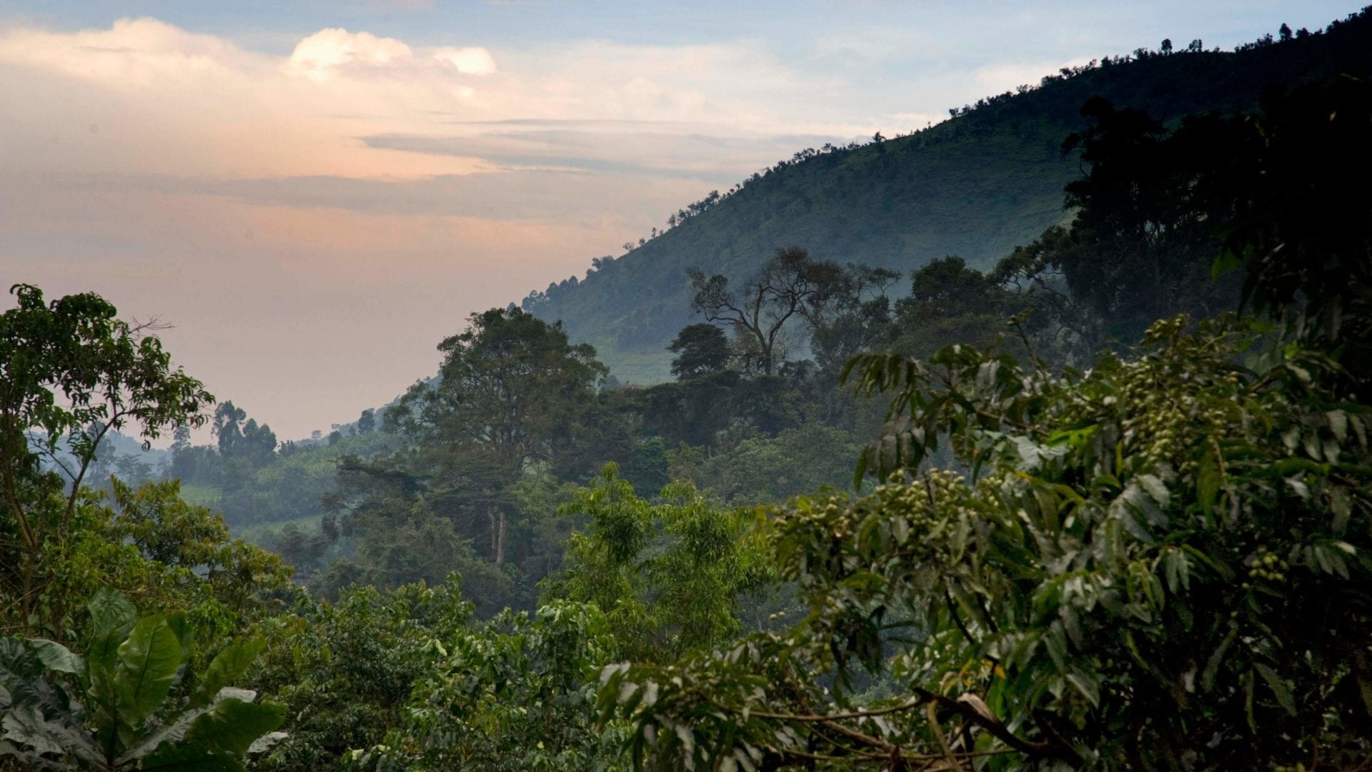 Bwindi Impenetrable National Park Uganda