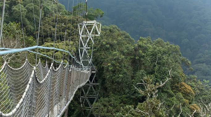 Luxury Canopy Walk Adventure in Nyungwe Forest
