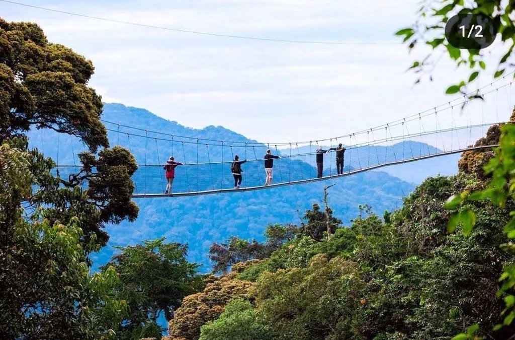 Canopy Walk Adventures in Nyungwe Forest