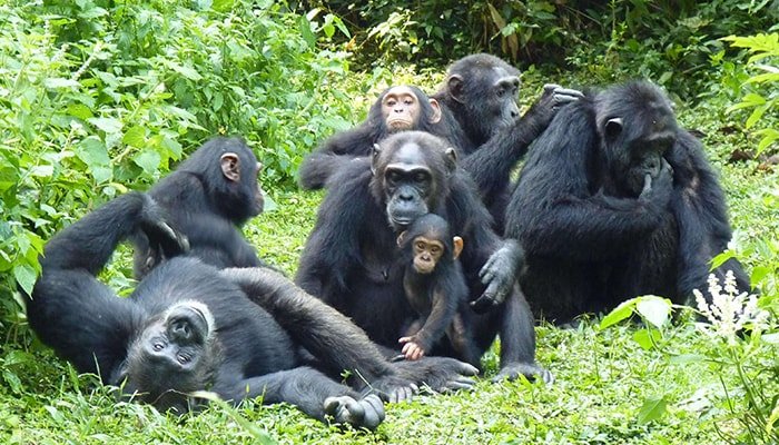 Chimpanzee Tracking