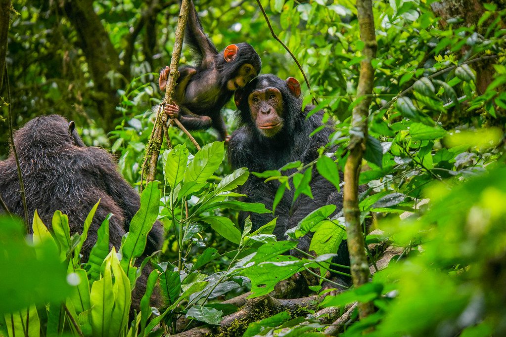 Chimpanzee tracking is one of the most popular additions to Solo Luxury Gorilla Trekking Tours. Observing chimpanzees