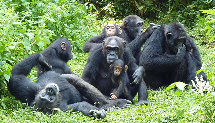 habitats. Observing chimpanzees in the wild offers a fascinating contras