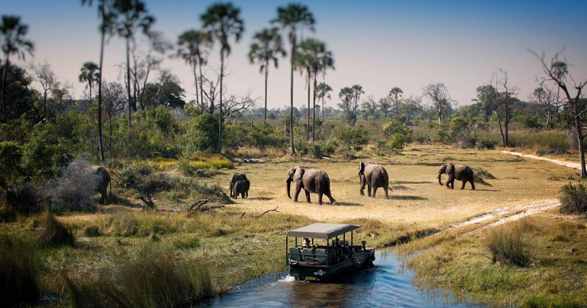 Chobe is famous for its enormous elephant population, often