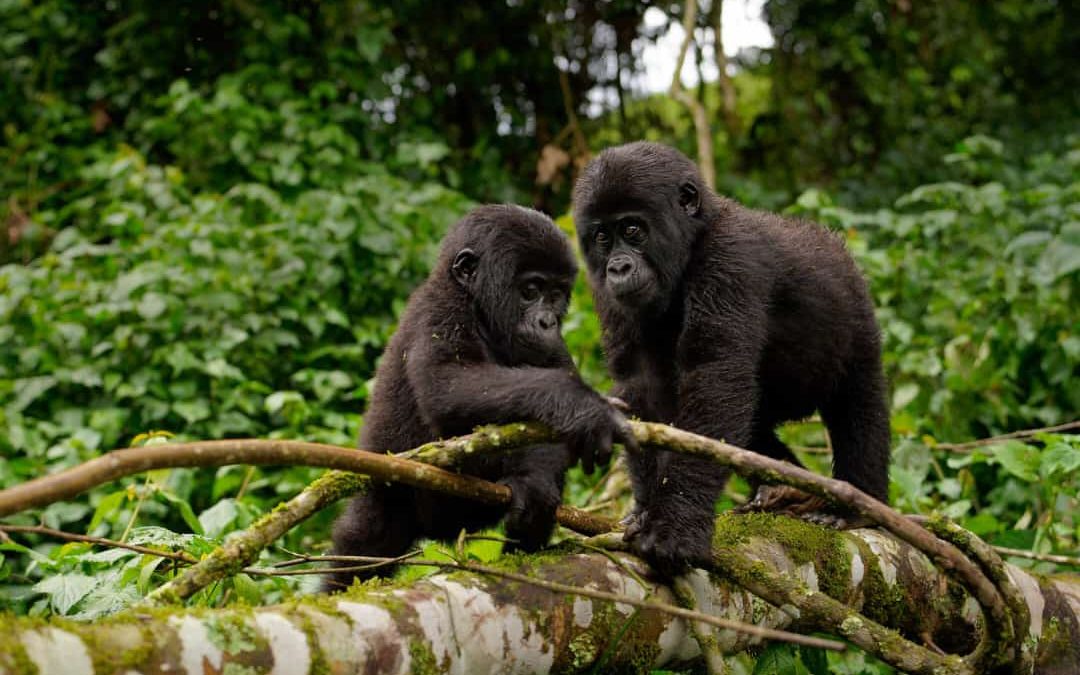 Combining Luxury Gorilla Trekking with Wildlife Safaris