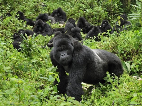 Luxury Gorilla and Wildlife Safari Experience