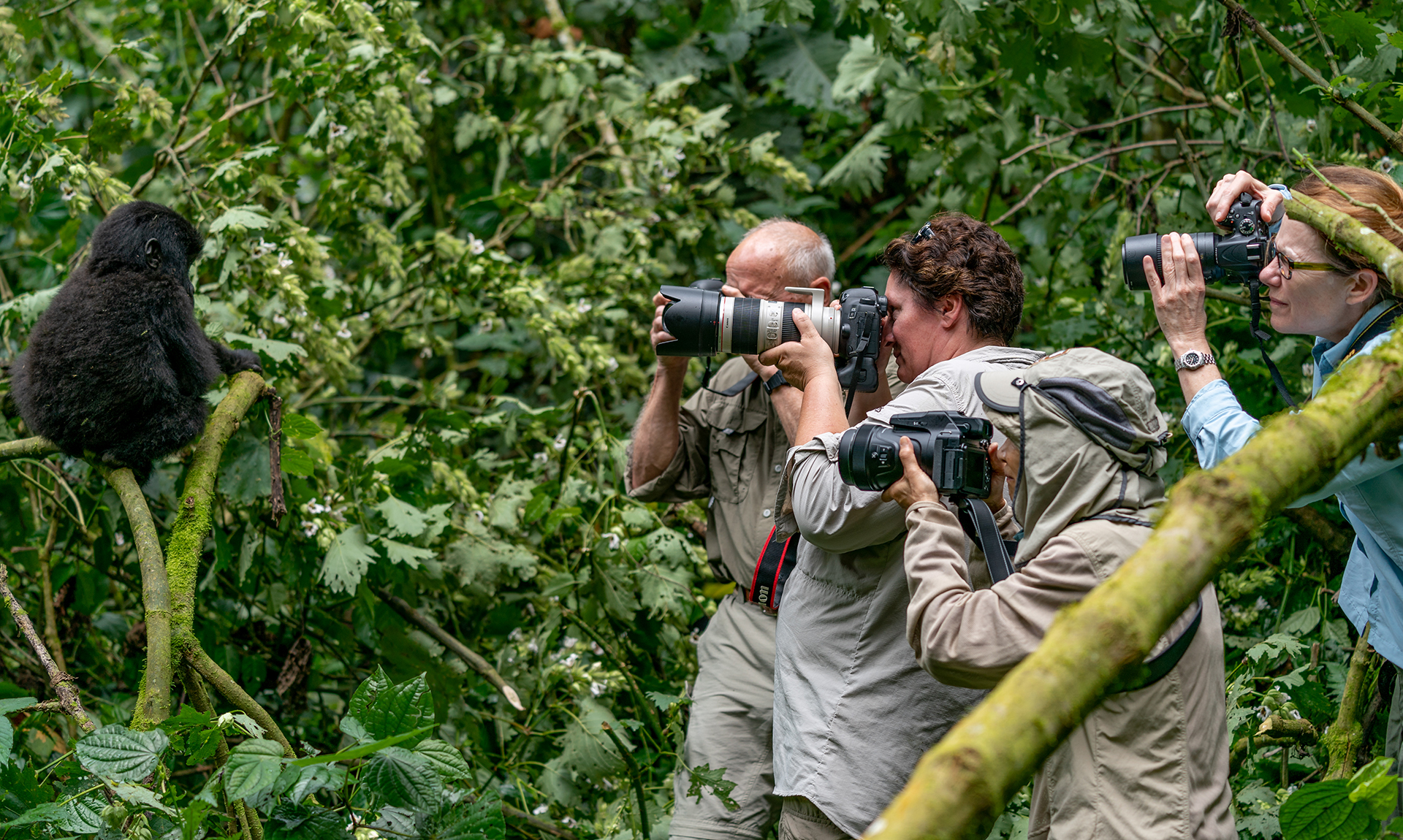 Photography plays an important role in gorilla conservation by raising awareness and inspiring support for wildlife protection efforts. Many of the world’s most influential conservation images