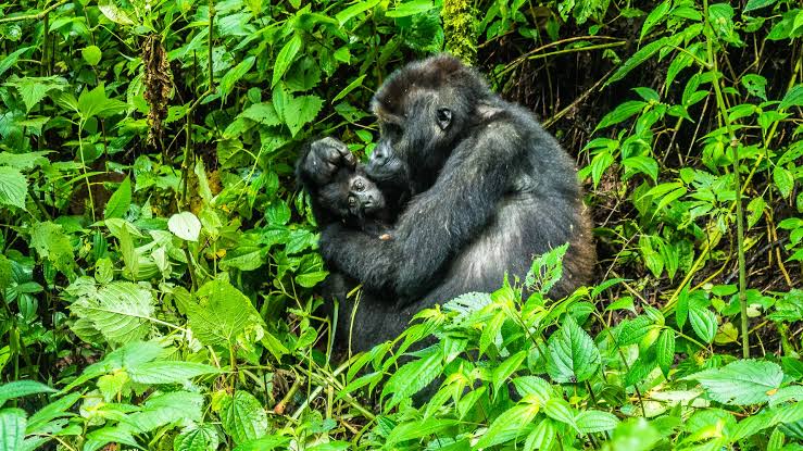 Gorilla Conservation Efforts in Congo