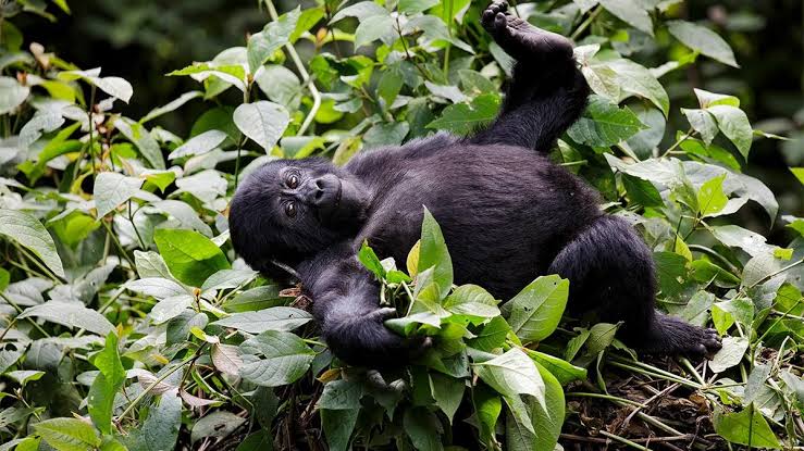 Conservation and Impact of Luxury Gorilla Trekking in Congo
