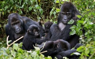 Conservation Impact Nyiragongo Gorilla Safari
