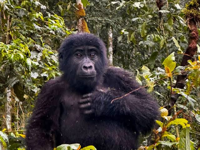 Luxury Gorilla Safari Conservation Benefits Congo