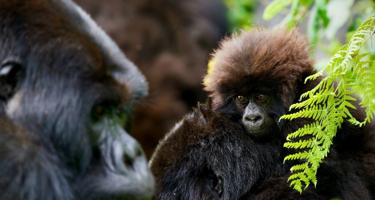 Congo Gorilla Trekking Cost Overview