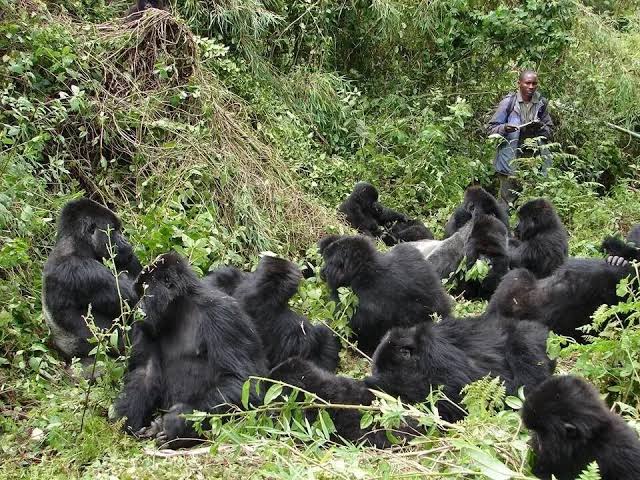 Luxury Gorilla Safari Pricing Congo