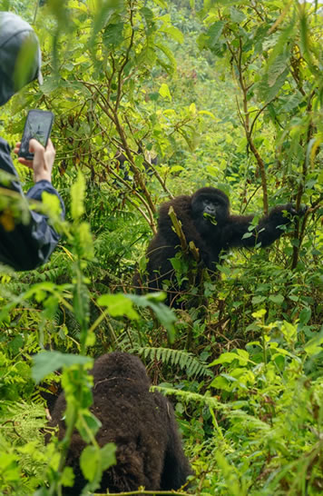 Cost of Luxury Gorilla Trekking in Congo